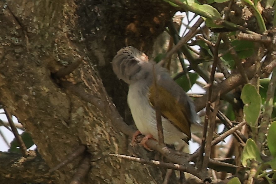 Yeşil Sırtlı Kamaropter - ML644293977