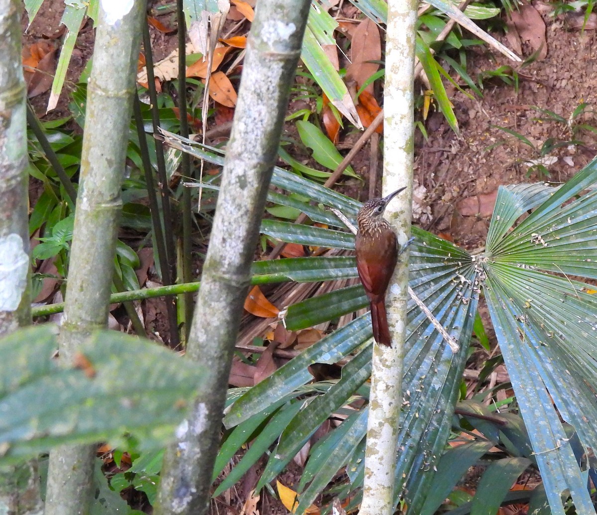 Cocoa Woodcreeper - ML644293979