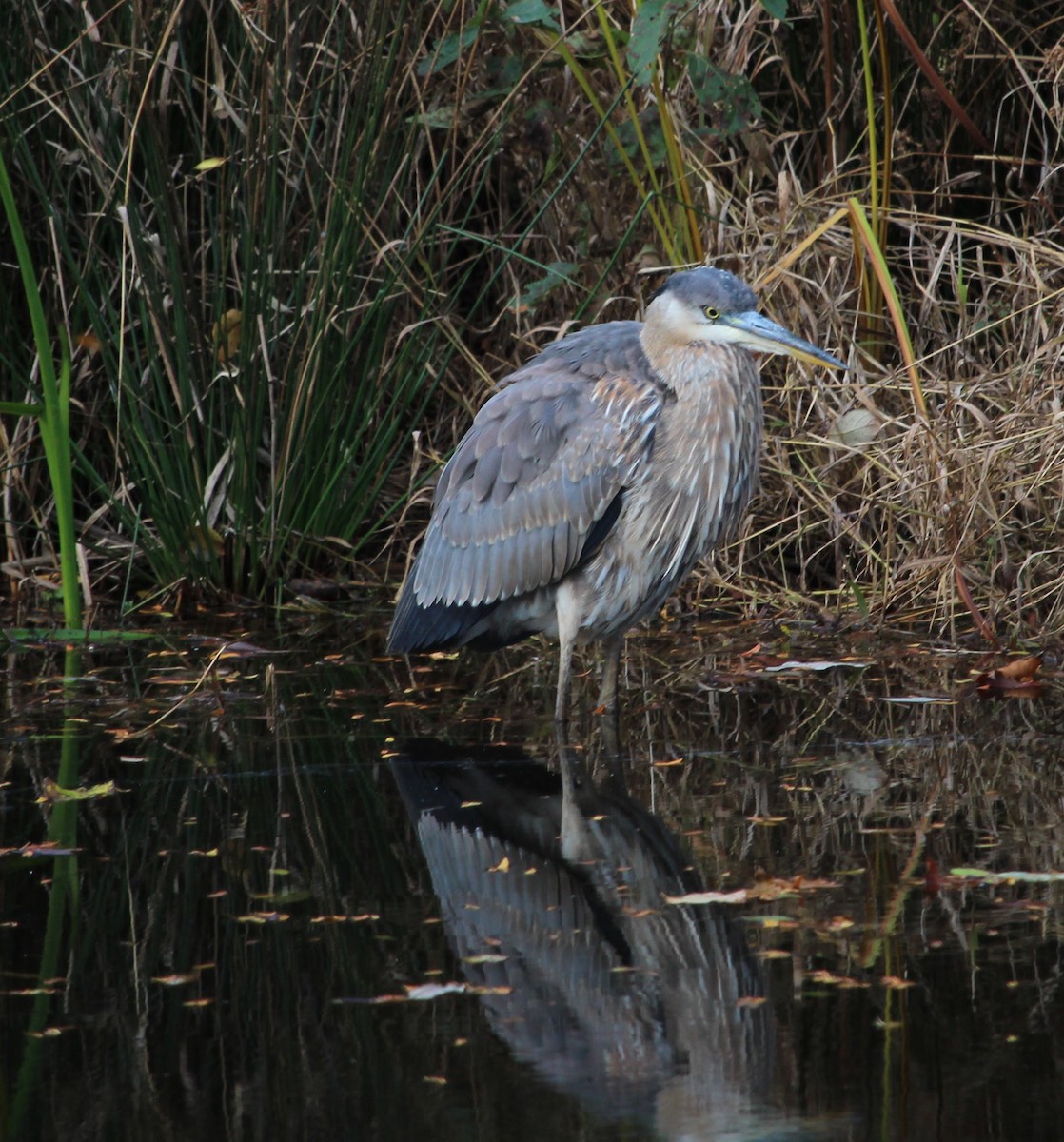 Great Blue Heron - ML644293980