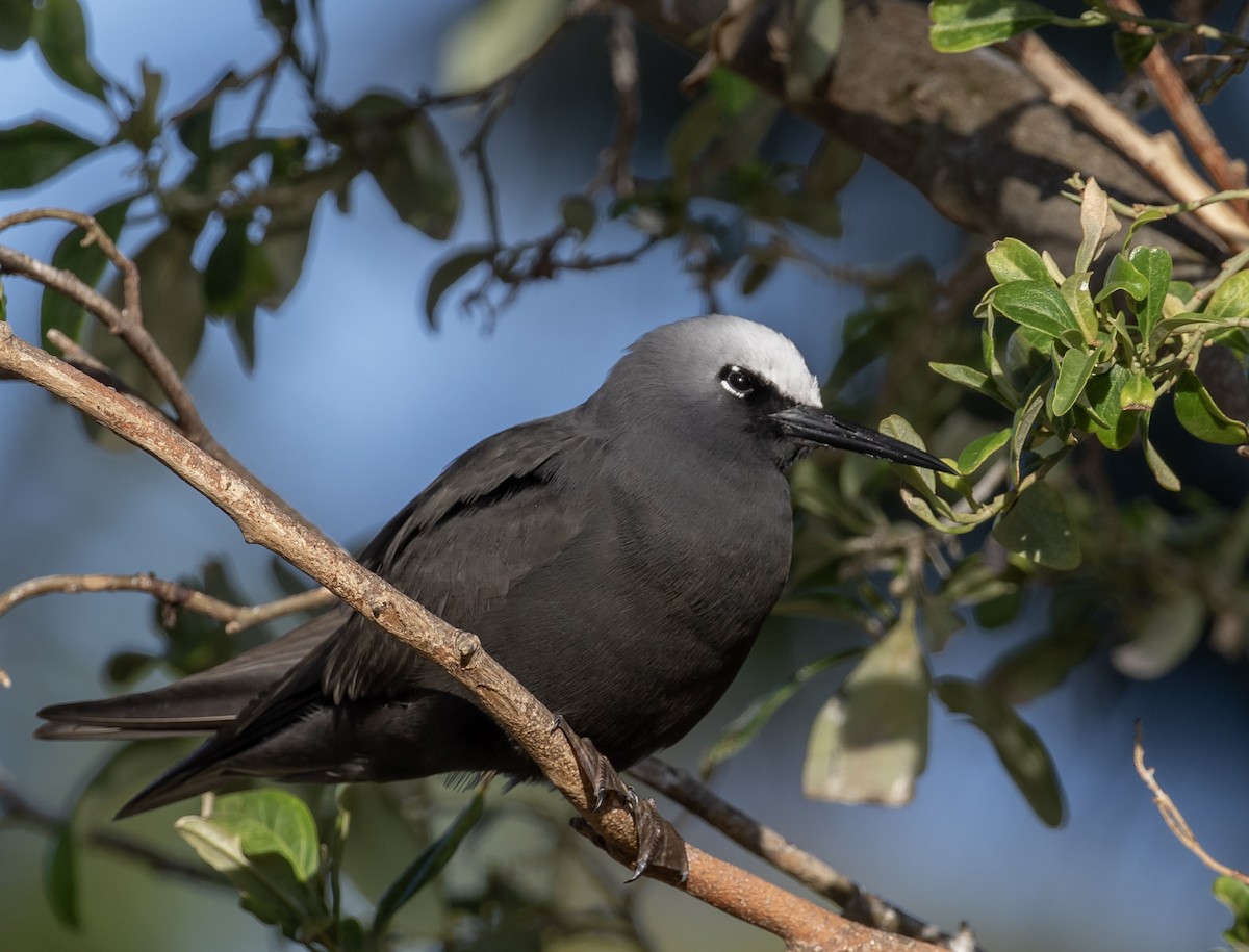 ヒメクロアジサシ - ML644293981