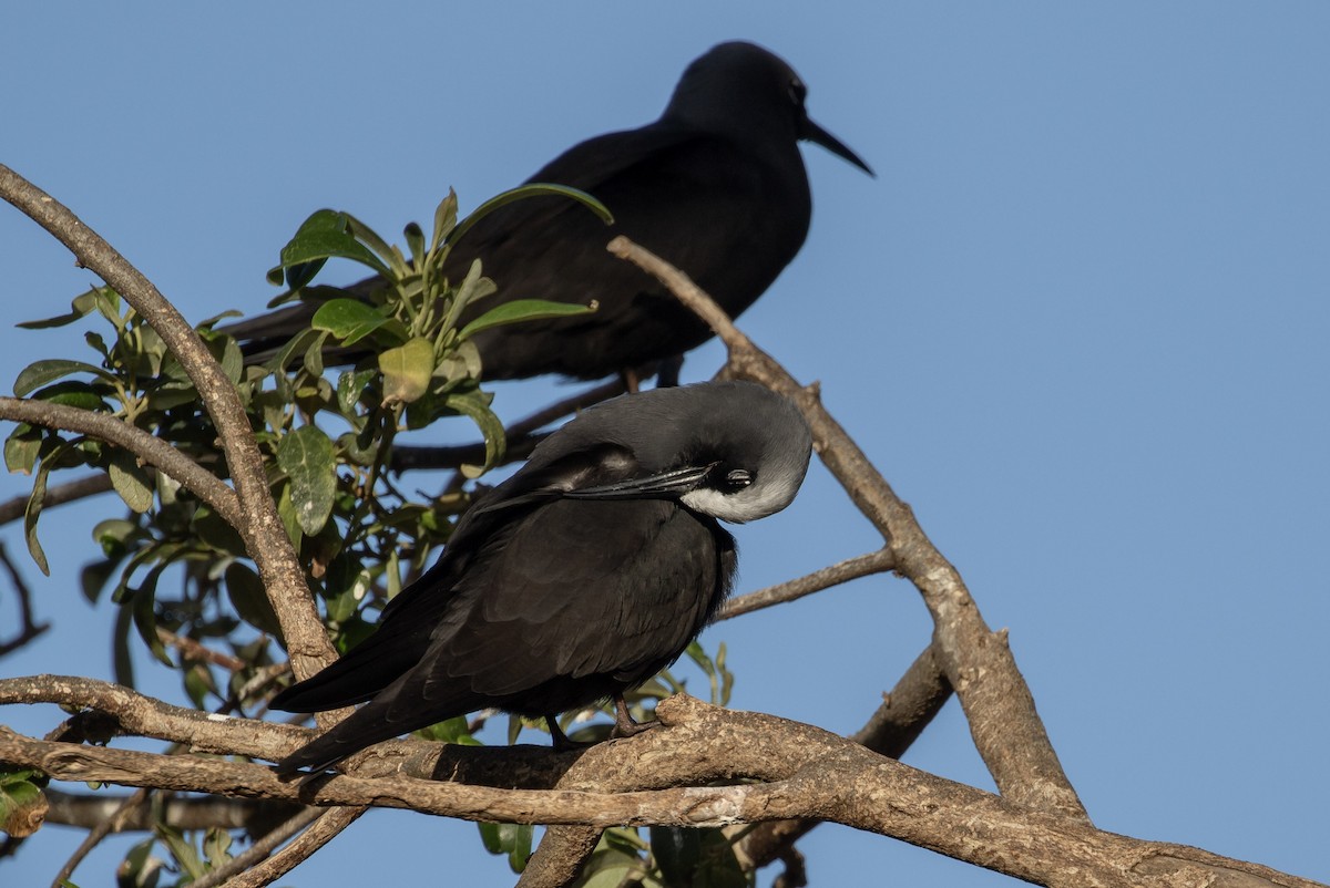 ヒメクロアジサシ - ML644293982