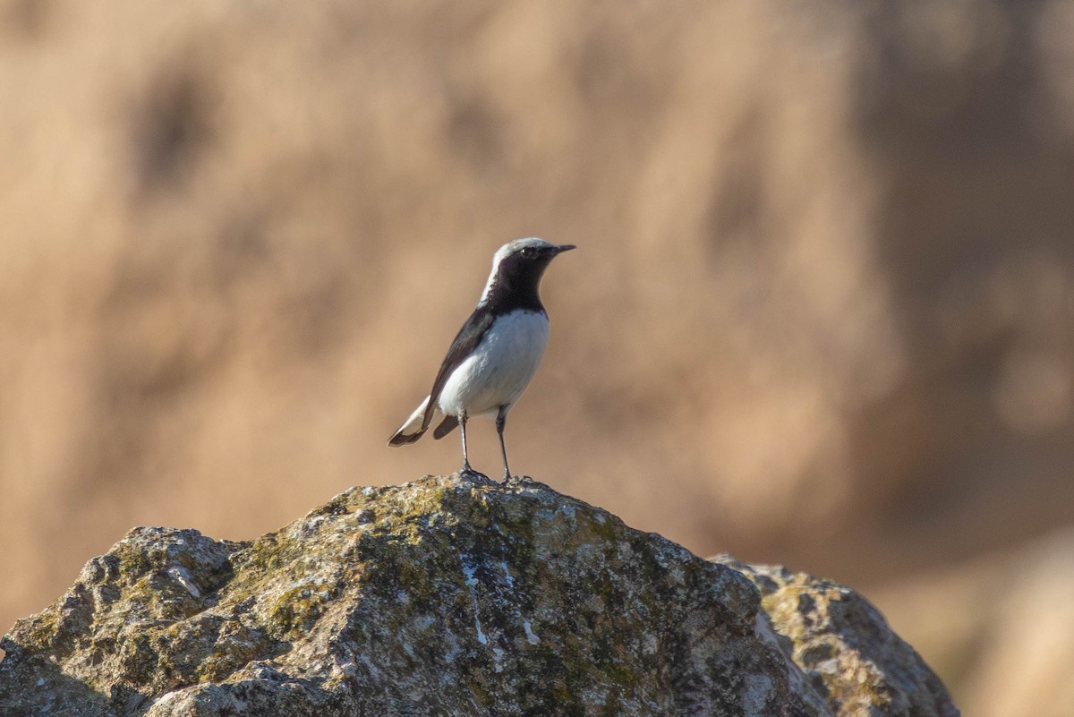 Traquet de Finsch - ML644293986