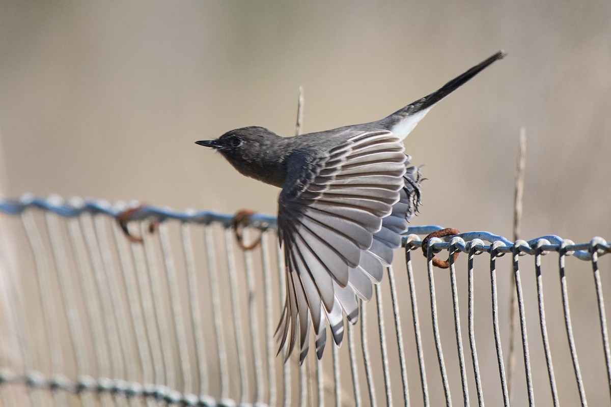 Black Phoebe - ML644293987