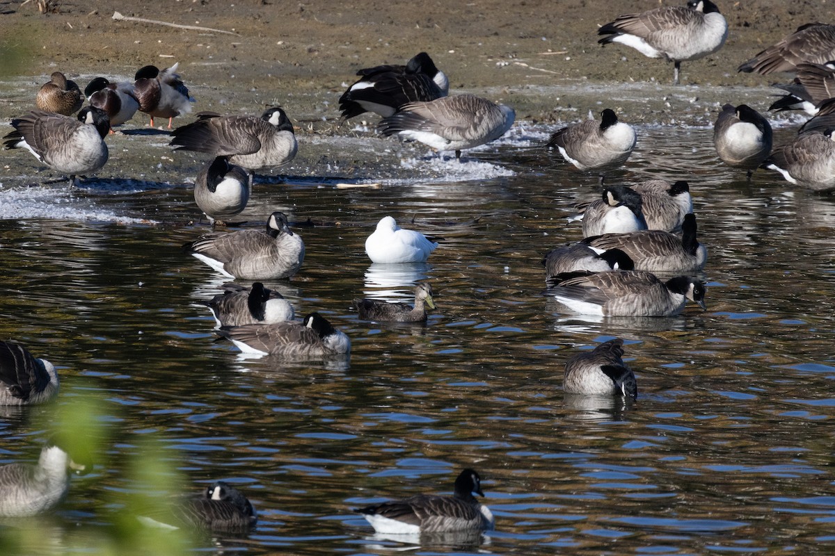 rødfotand - ML644293995