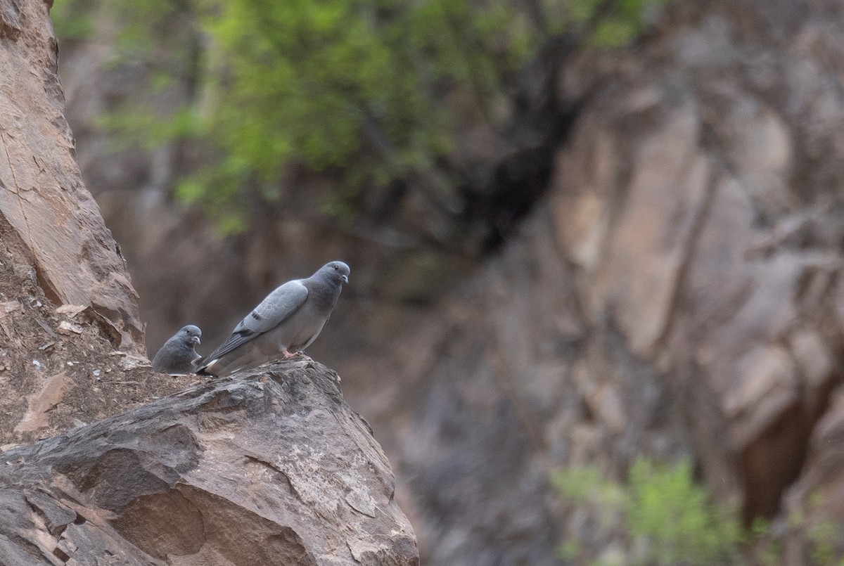 Hill Pigeon - ML644293996