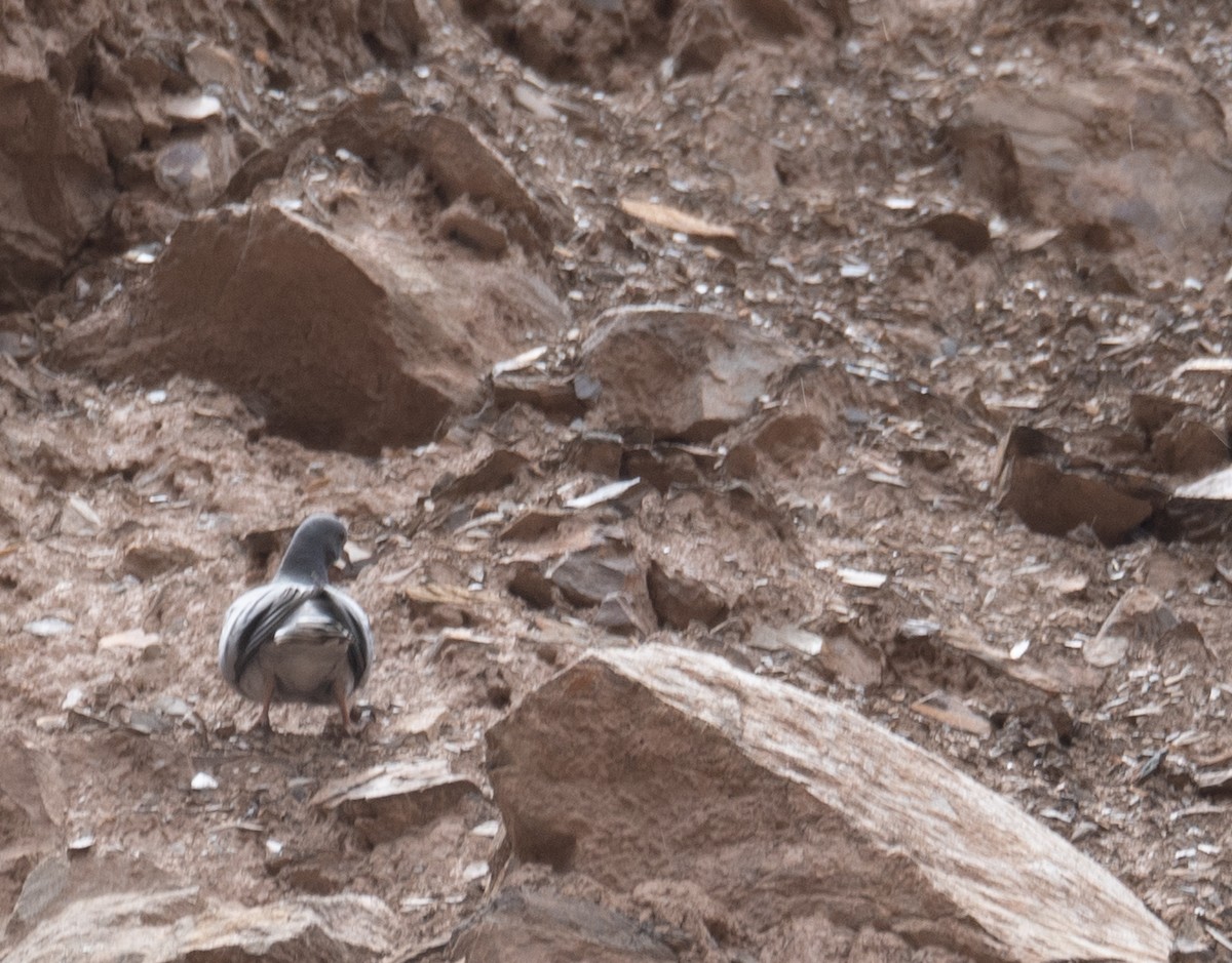 Hill Pigeon - ML644293997