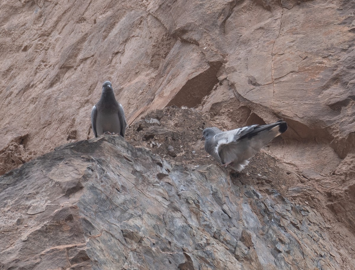 Hill Pigeon - ML644293998