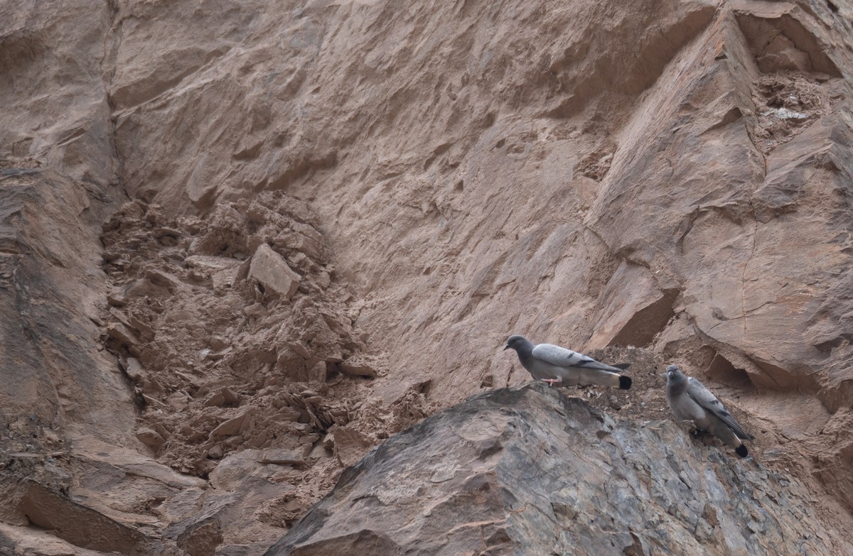 Hill Pigeon - ML644294000