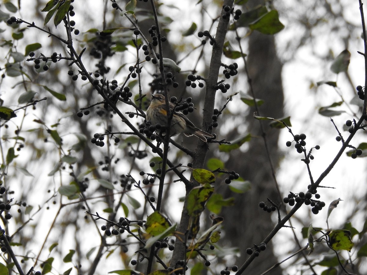 Paruline à croupion jaune - ML644294001