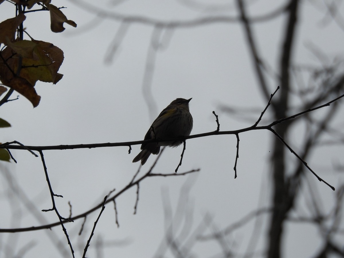 Paruline à croupion jaune - ML644294002