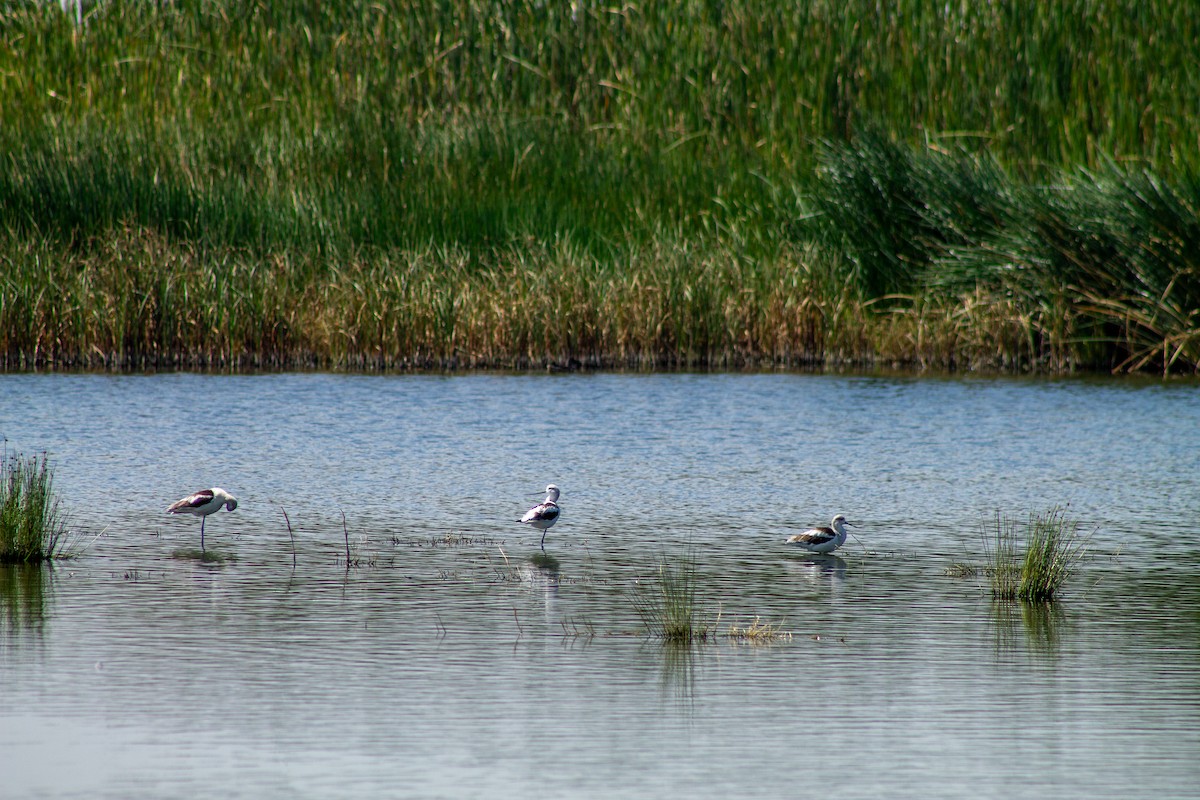 American Avocet - ML644294004