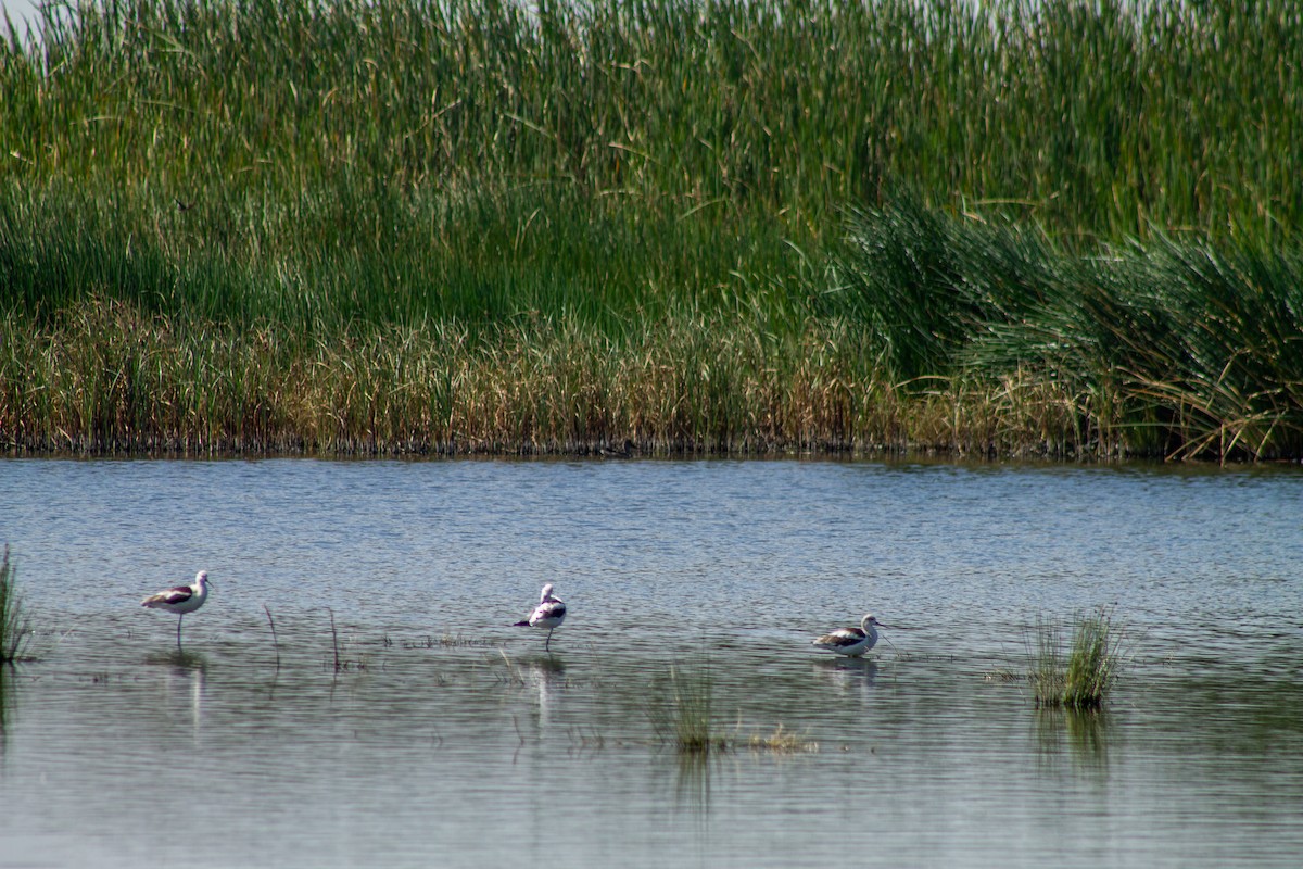 American Avocet - ML644294005