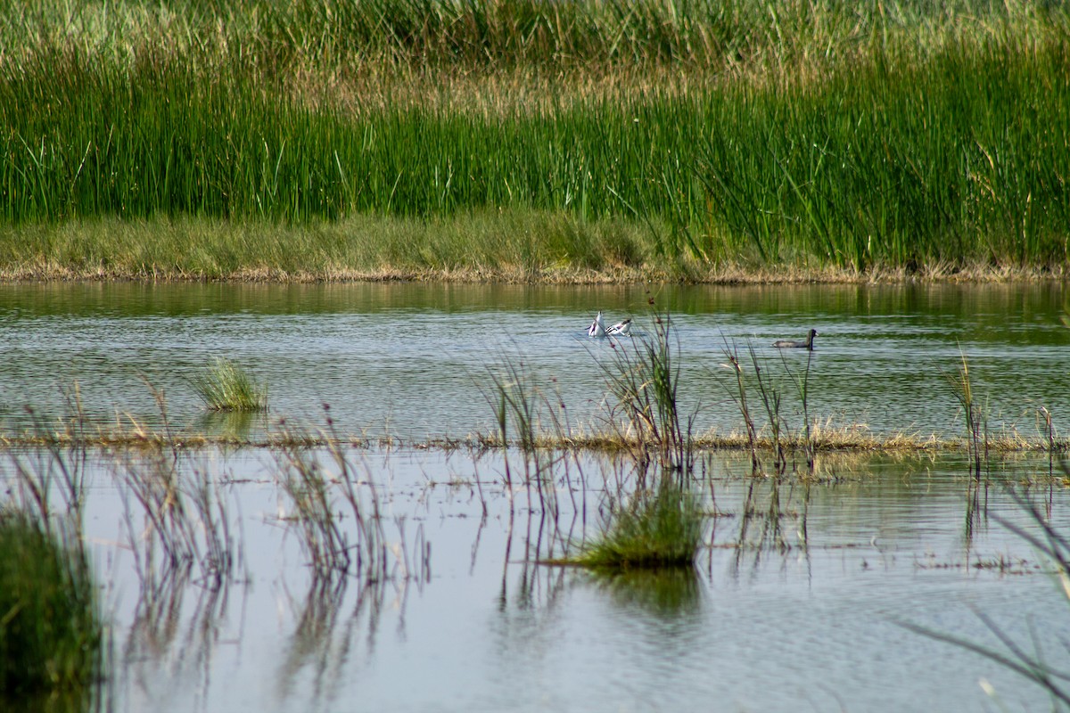 American Avocet - ML644294006