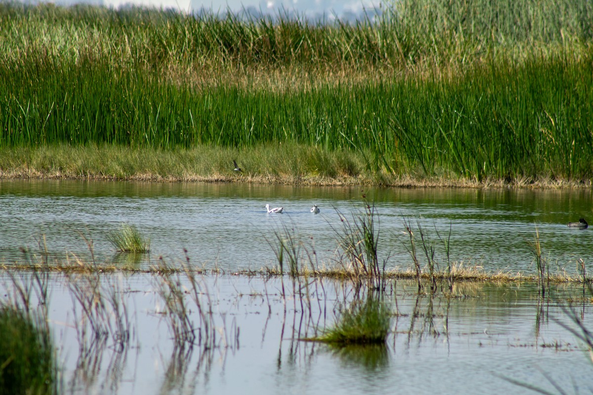 American Avocet - ML644294007