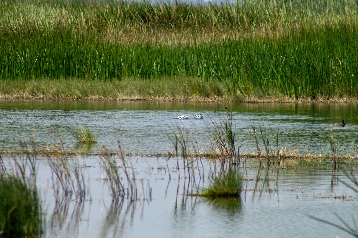 American Avocet - ML644294008