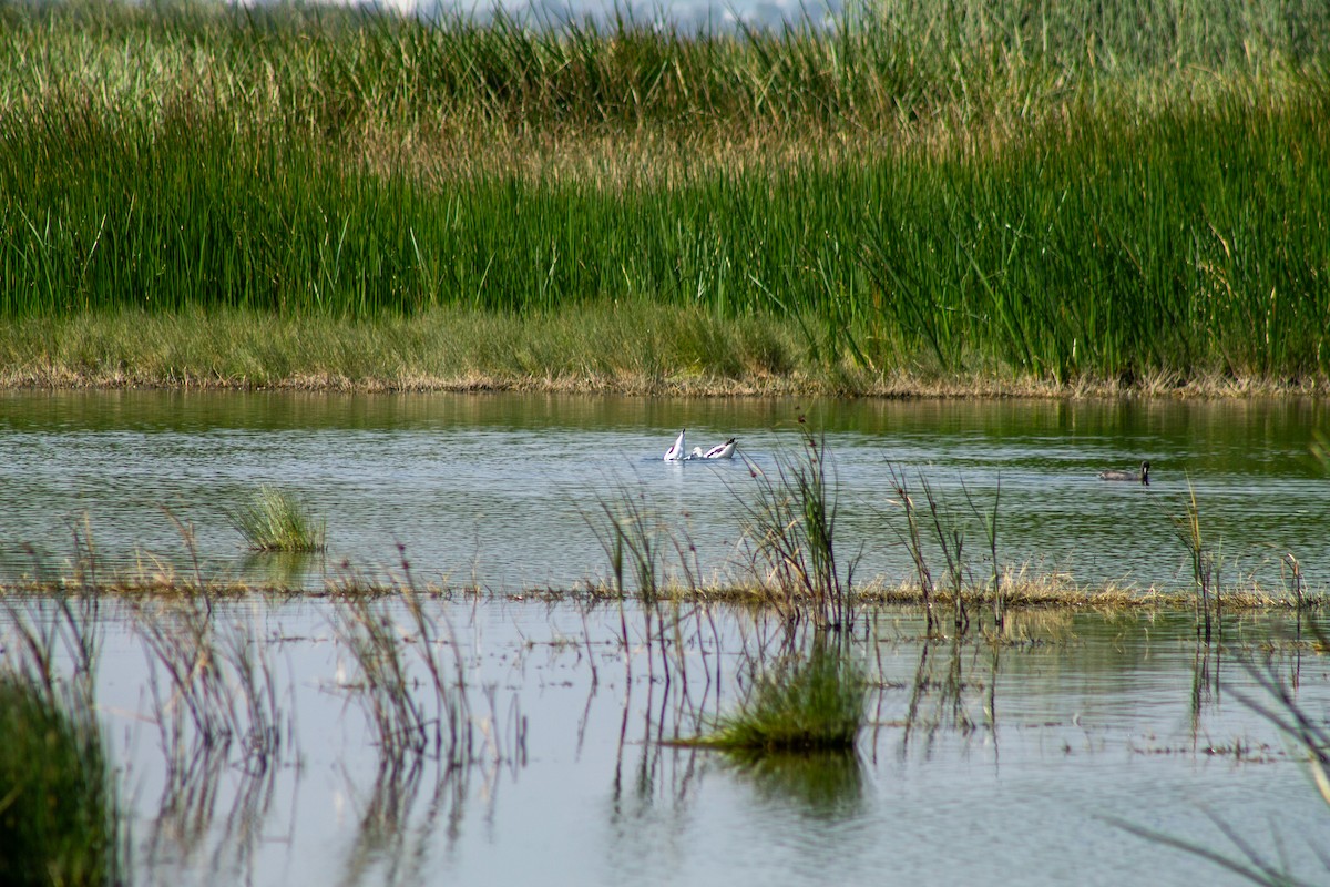 American Avocet - ML644294009