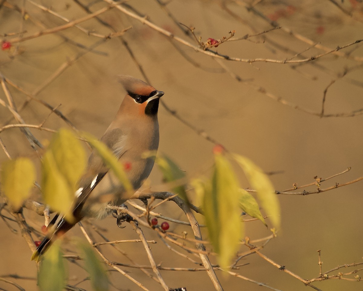 黃連雀 - ML644294010