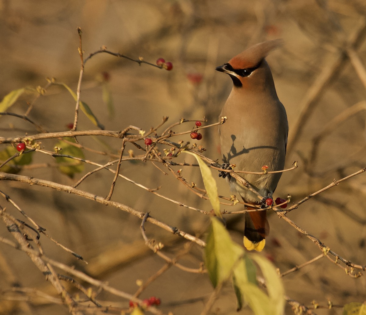 黃連雀 - ML644294011