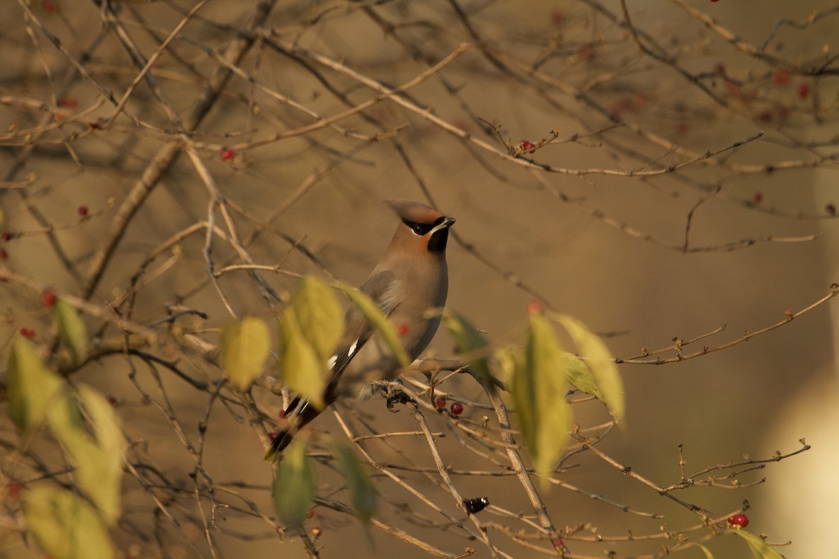 黃連雀 - ML644294012