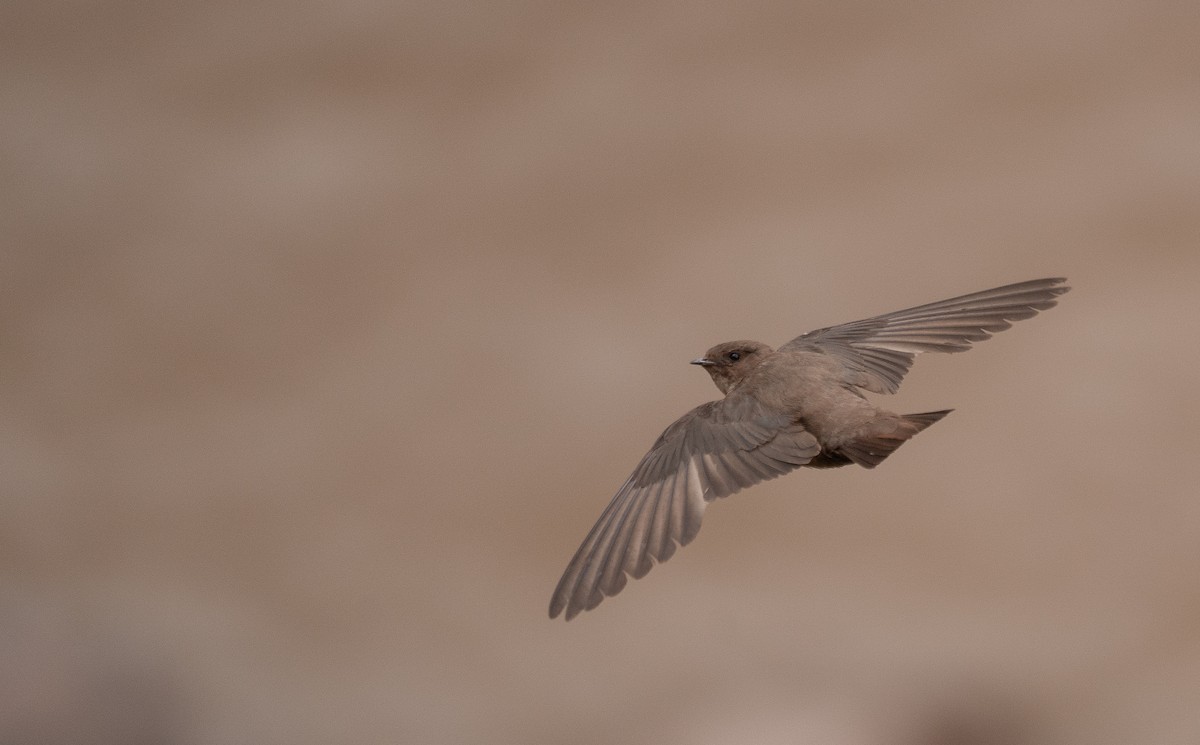 Харагчин хараацай - ML644294021