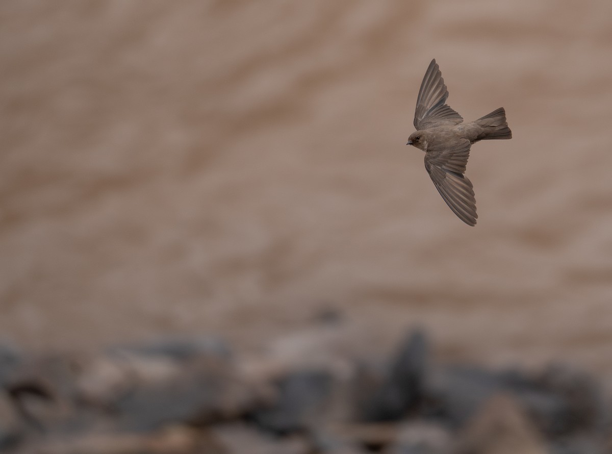 Харагчин хараацай - ML644294022