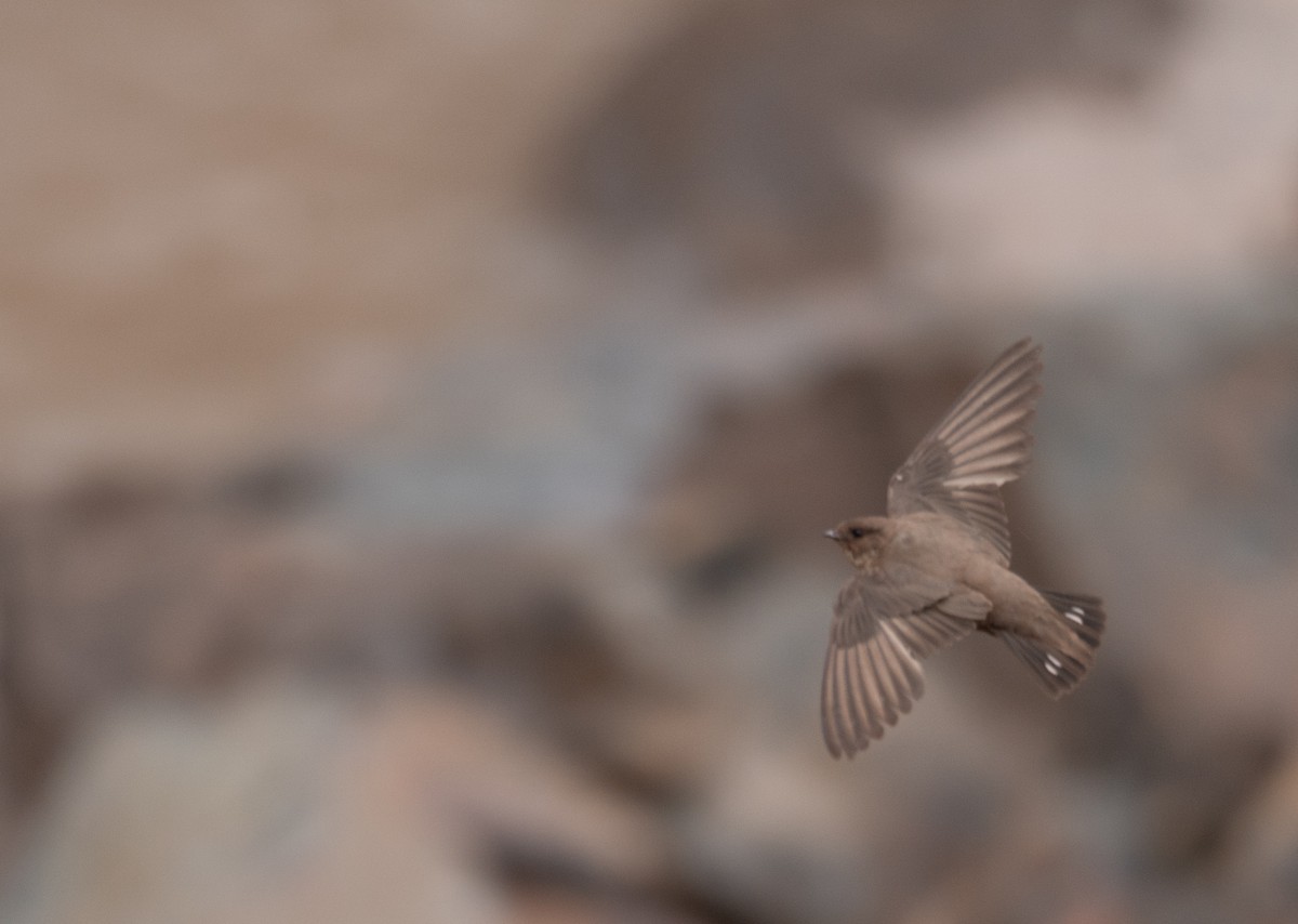 Харагчин хараацай - ML644294023