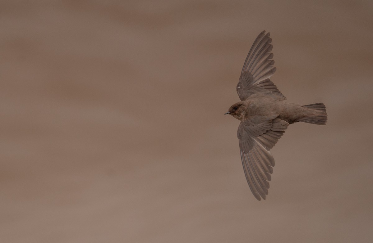 Харагчин хараацай - ML644294024