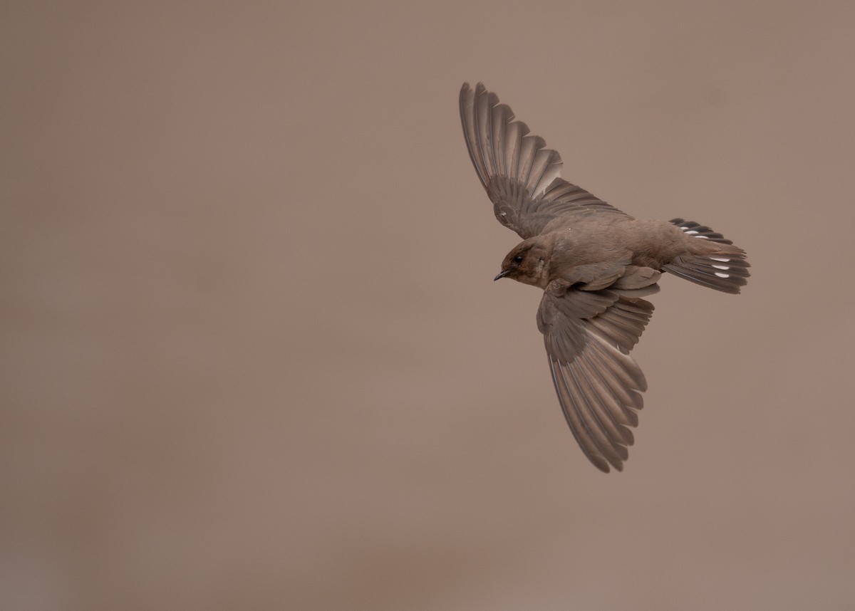 Харагчин хараацай - ML644294025