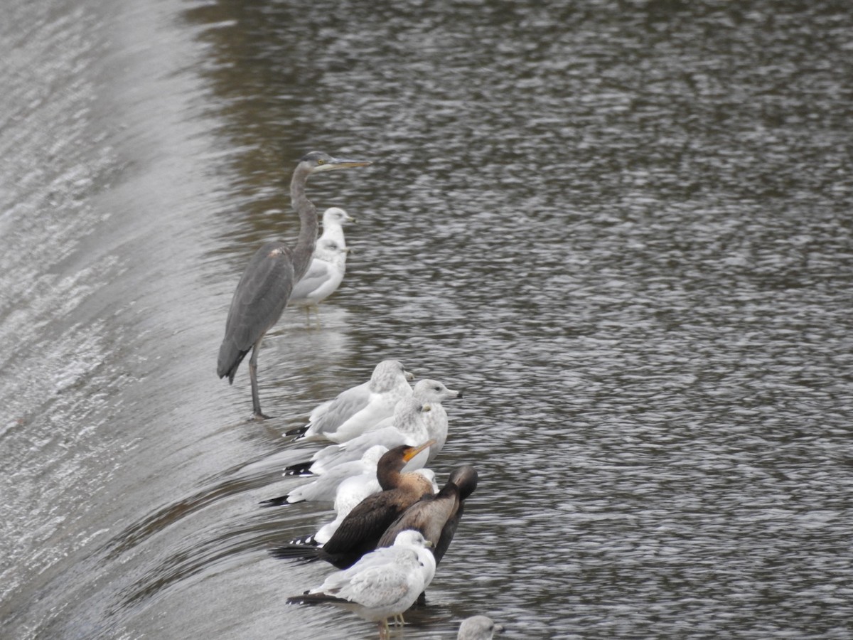 Grand Héron - ML644294026