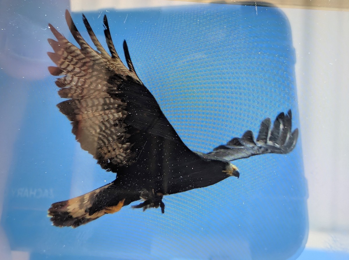 Buse à queue barrée - ML644294035