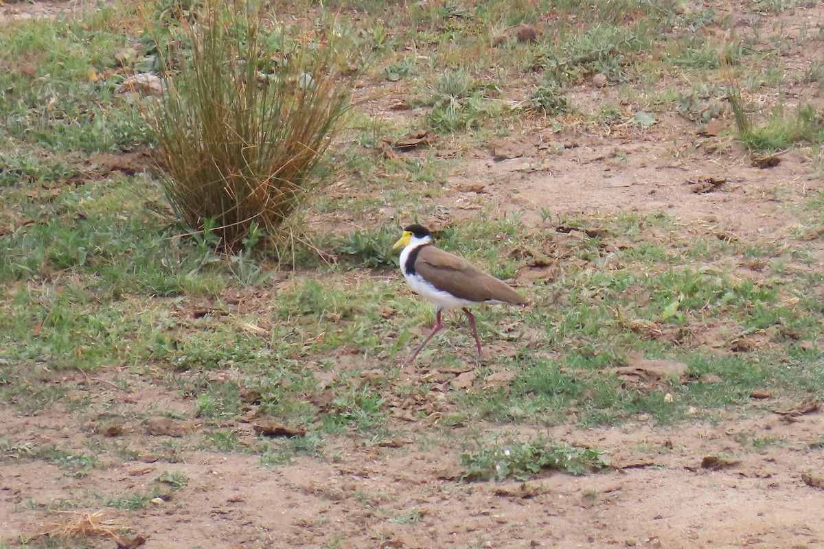 čejka australská (ssp. novaehollandiae) - ML644294039