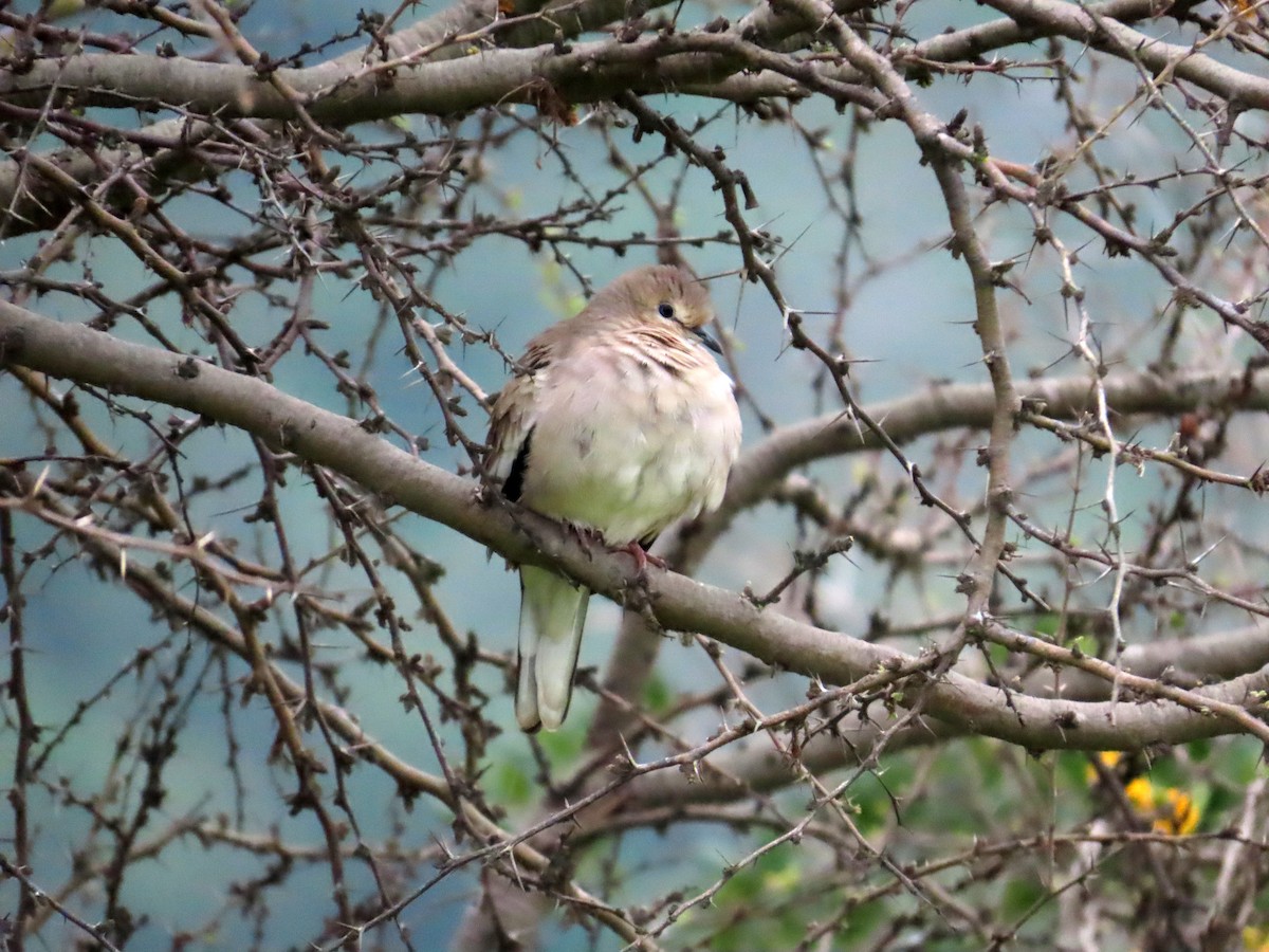 Picuitäubchen - ML644294040