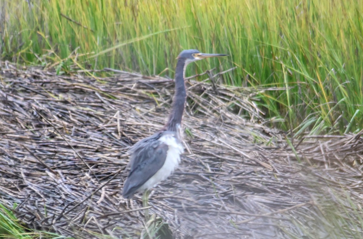 Tricolored Heron - ML644294043