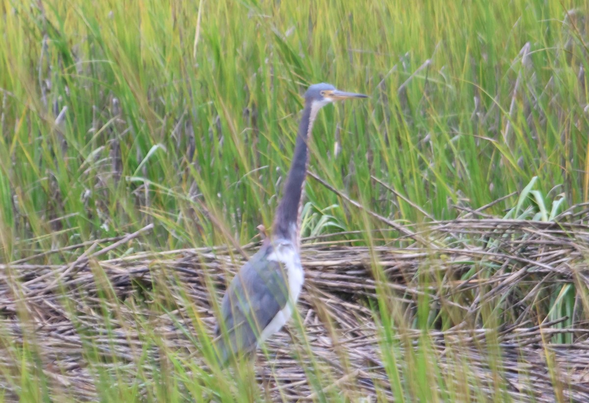 Tricolored Heron - ML644294044