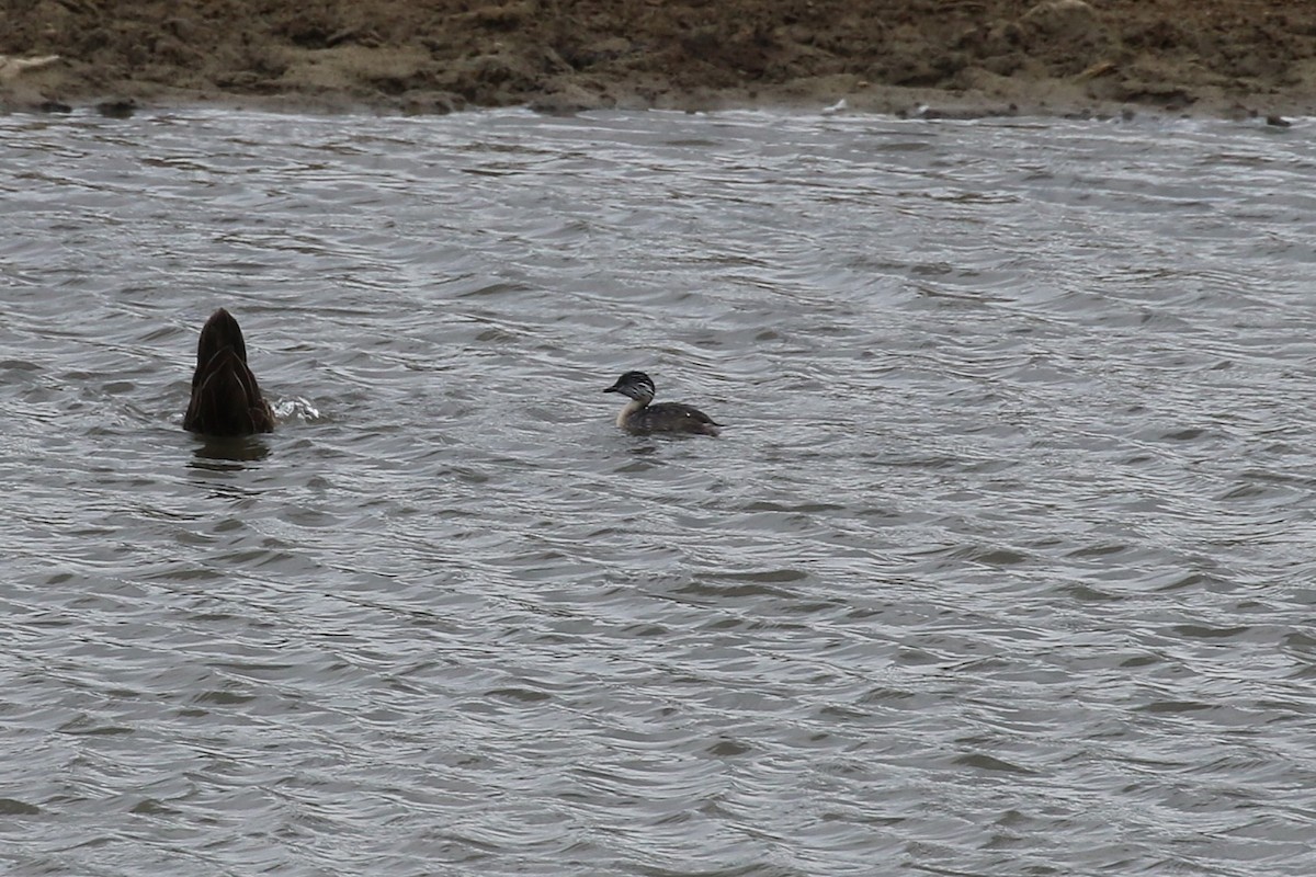 Zampullín Canoso - ML644294047