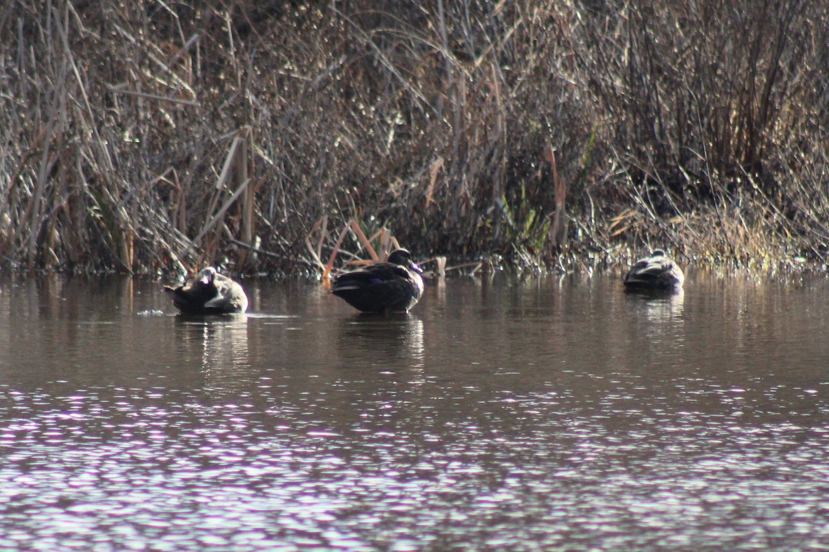 rødfotand - ML644294050