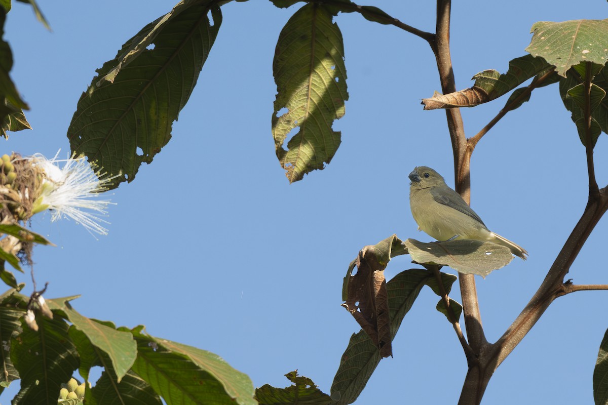 Gelbbauchspelzer - ML644294052