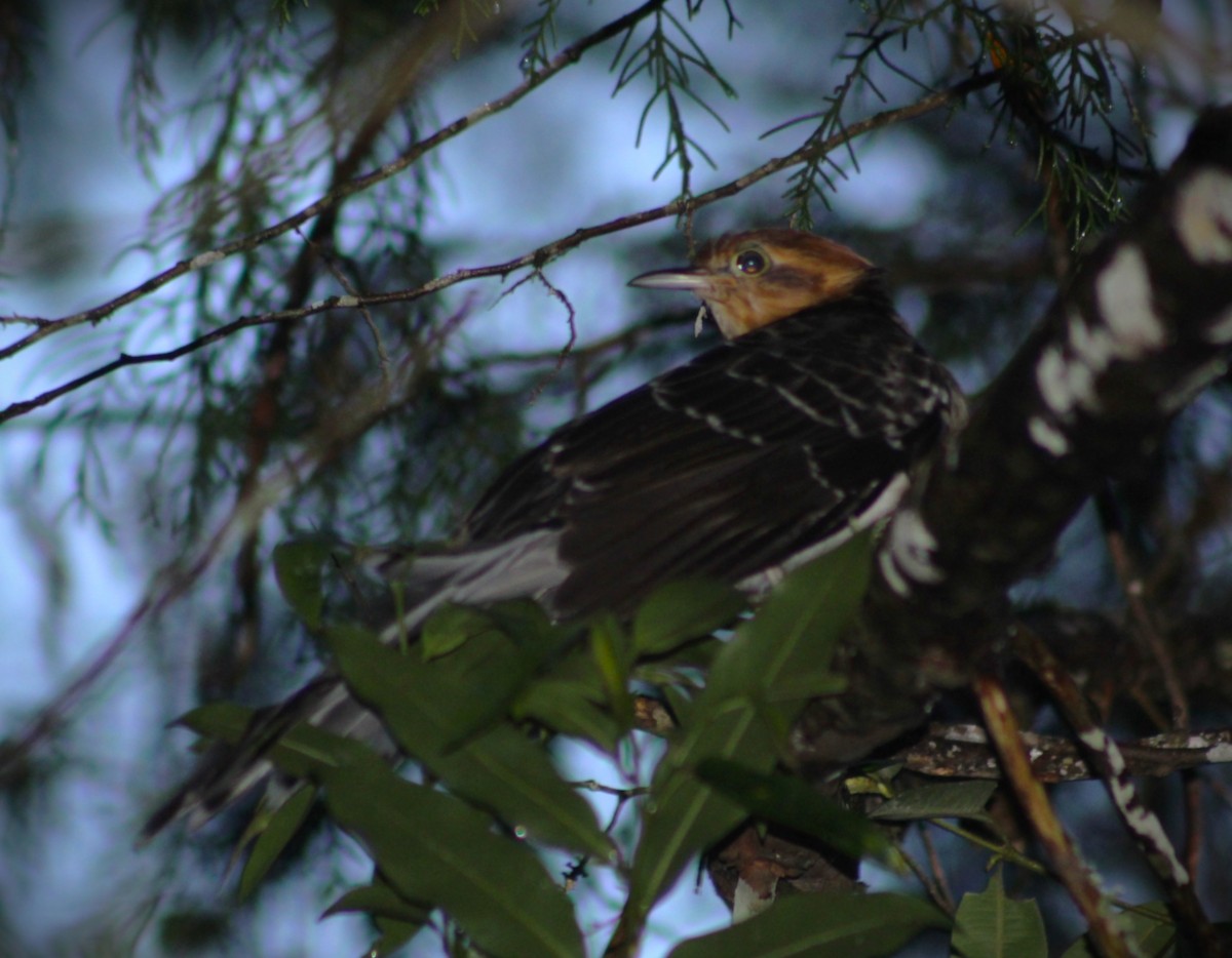Tavus Guguğu - ML644294058