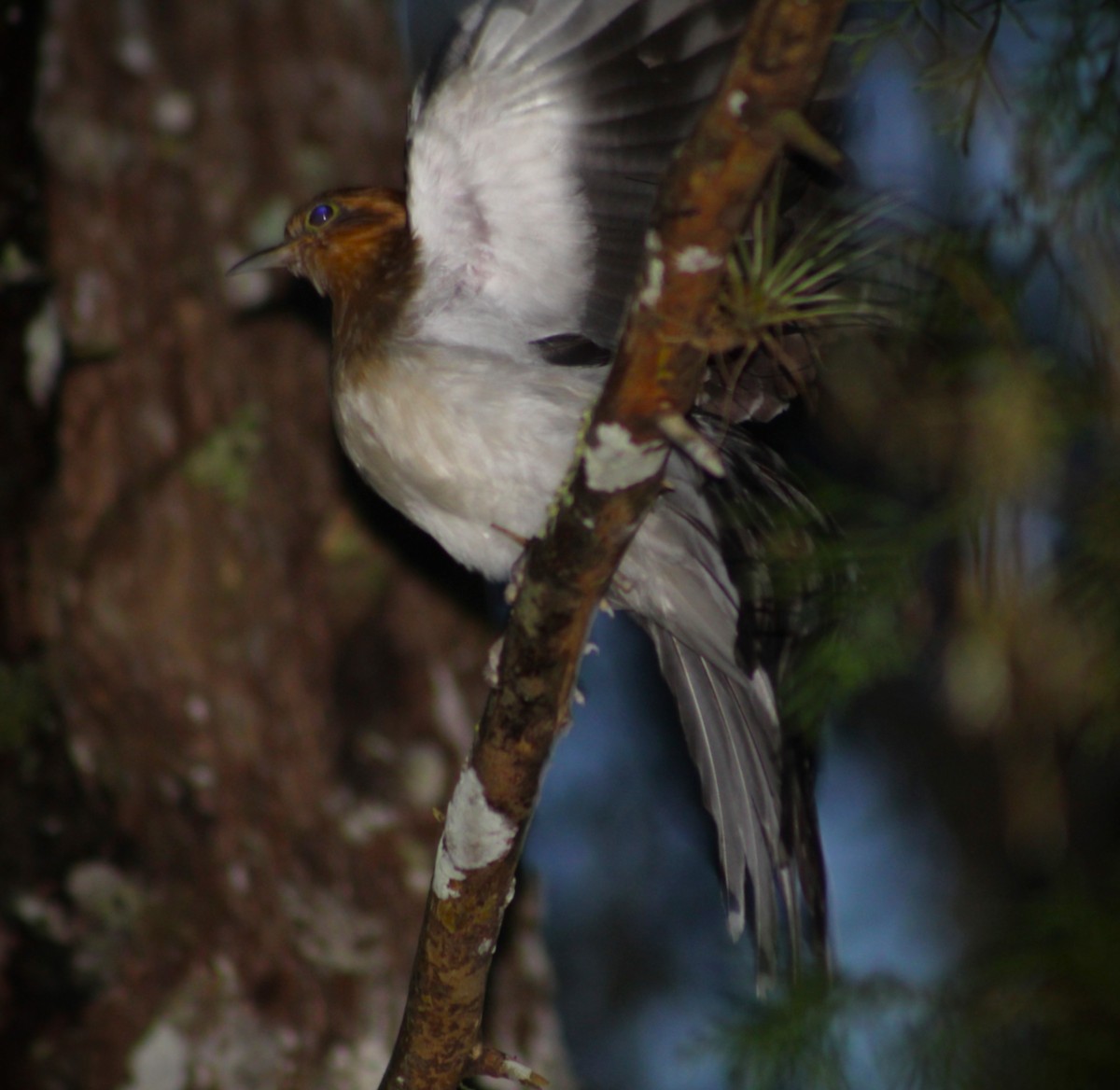 Tavus Guguğu - ML644294059
