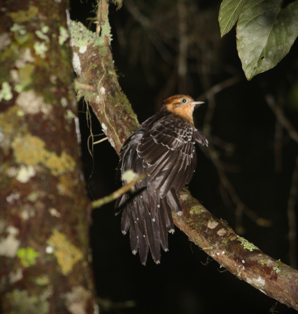 Tavus Guguğu - ML644294060