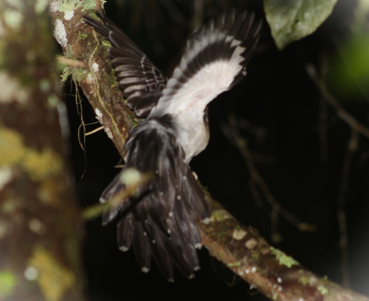 Tavus Guguğu - ML644294061