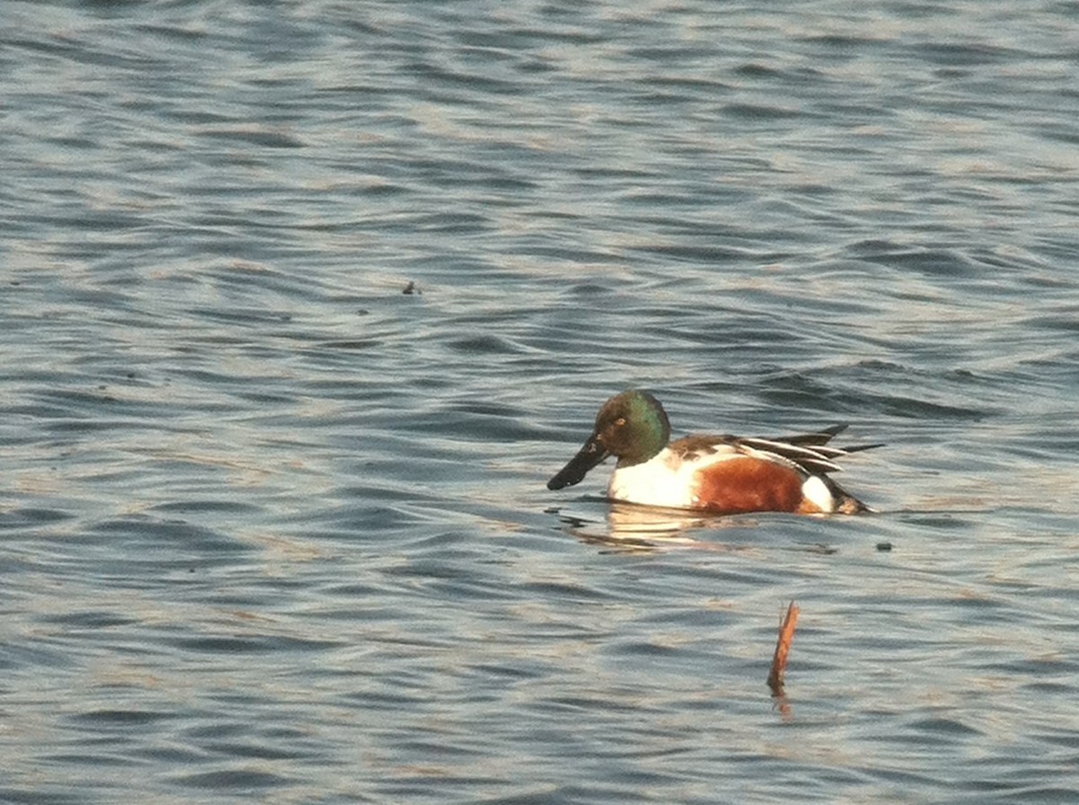 Canard souchet - ML644294062