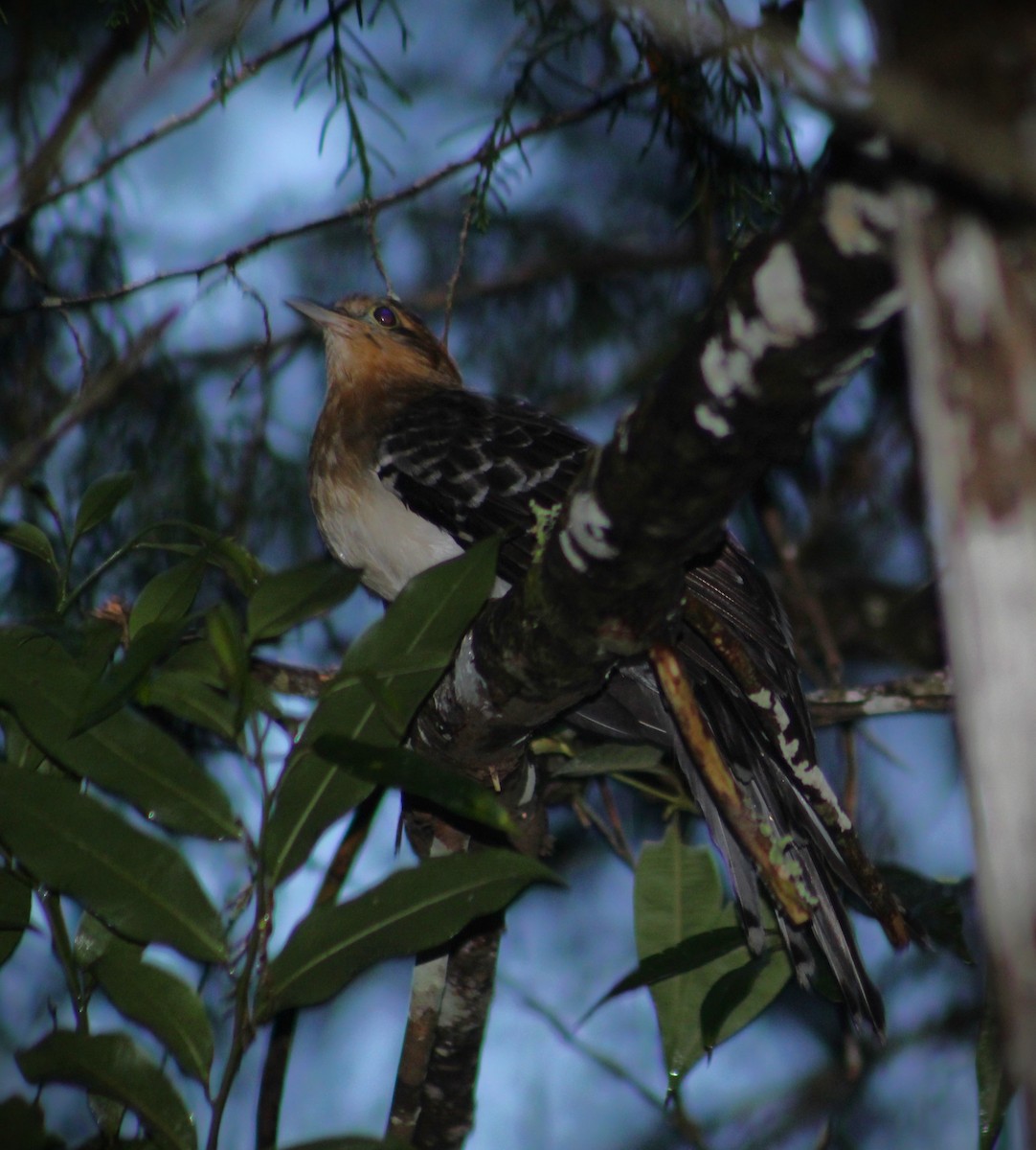 Tavus Guguğu - ML644294063