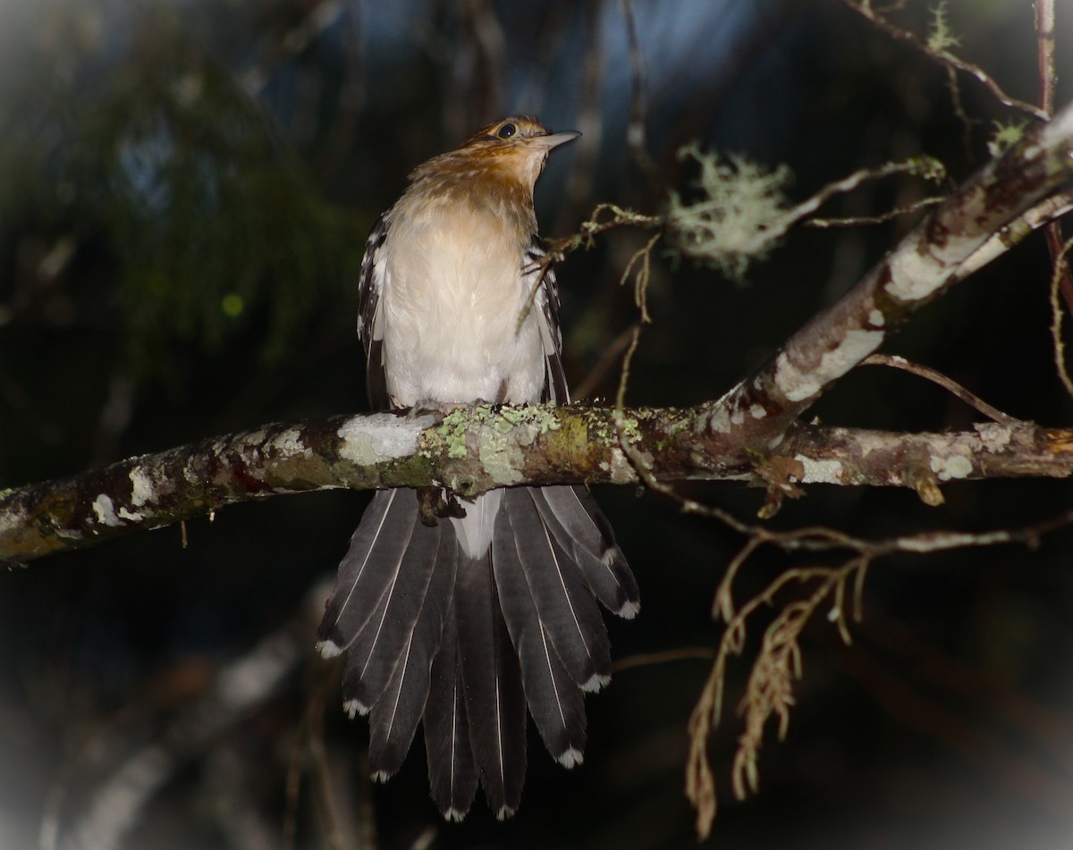 Tavus Guguğu - ML644294064