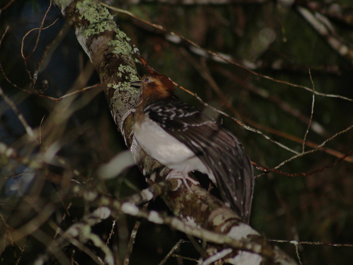 Tavus Guguğu - ML644294065