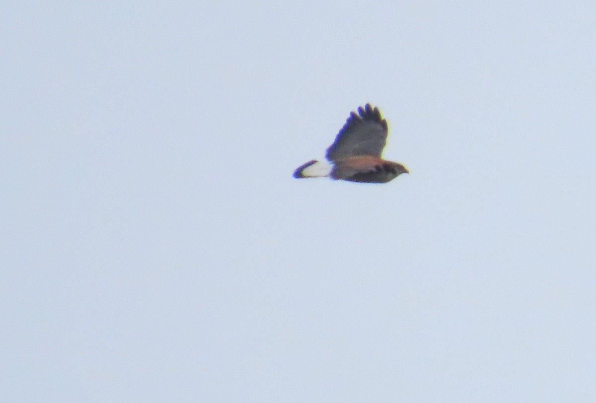 Variable Hawk - ML644294072