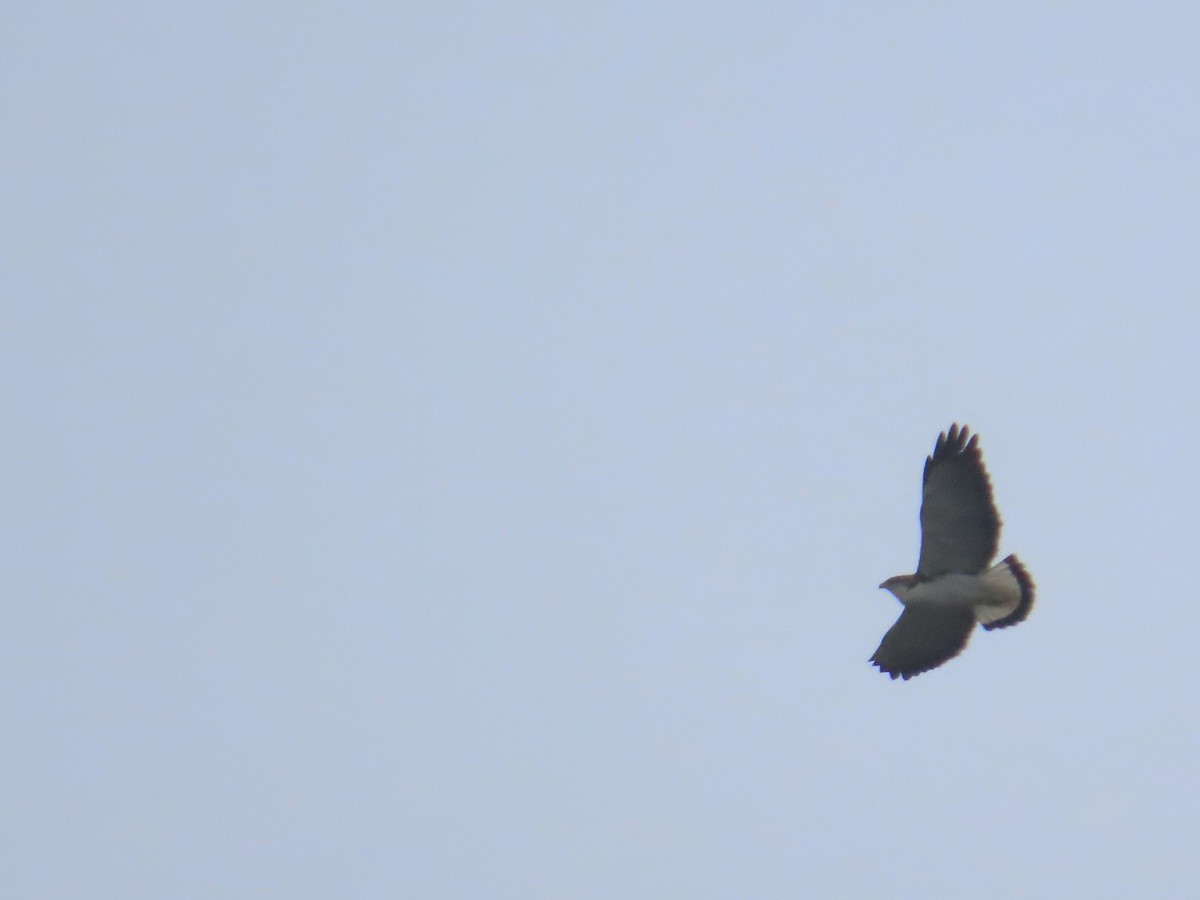 Variable Hawk - ML644294073