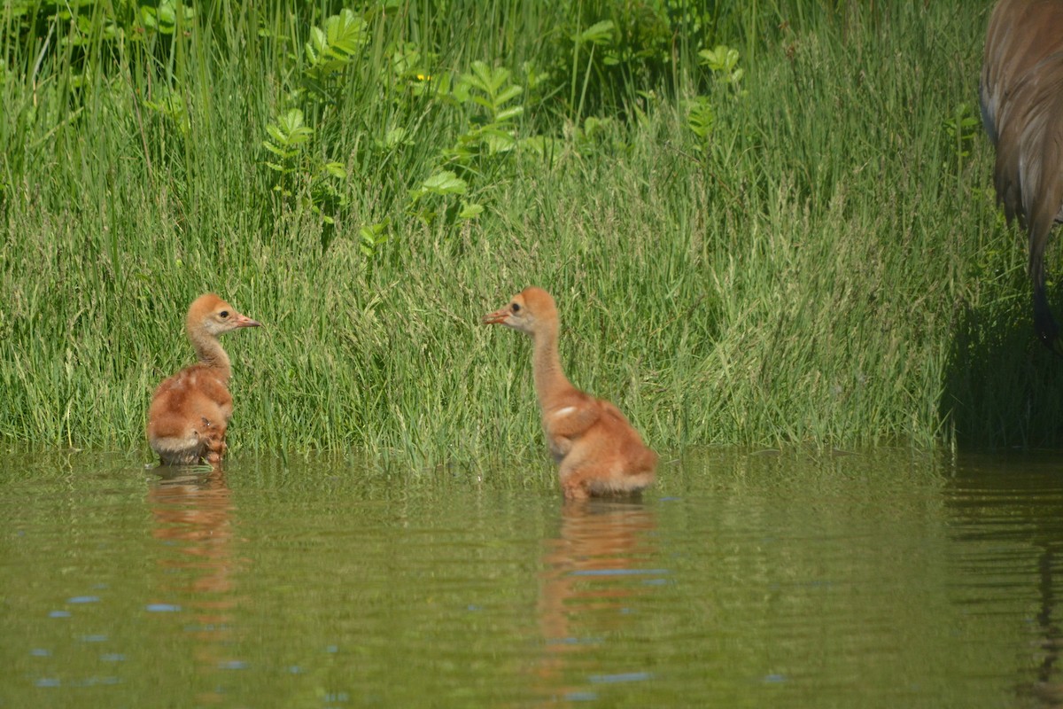 עגור קנדי - ML644294088