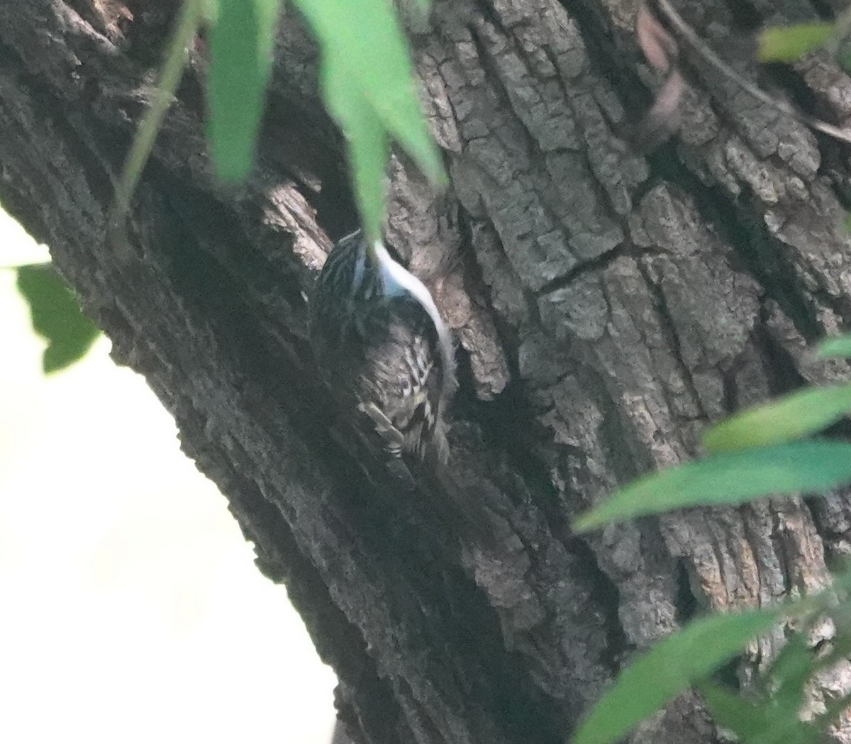 Brown Creeper - ML644294089