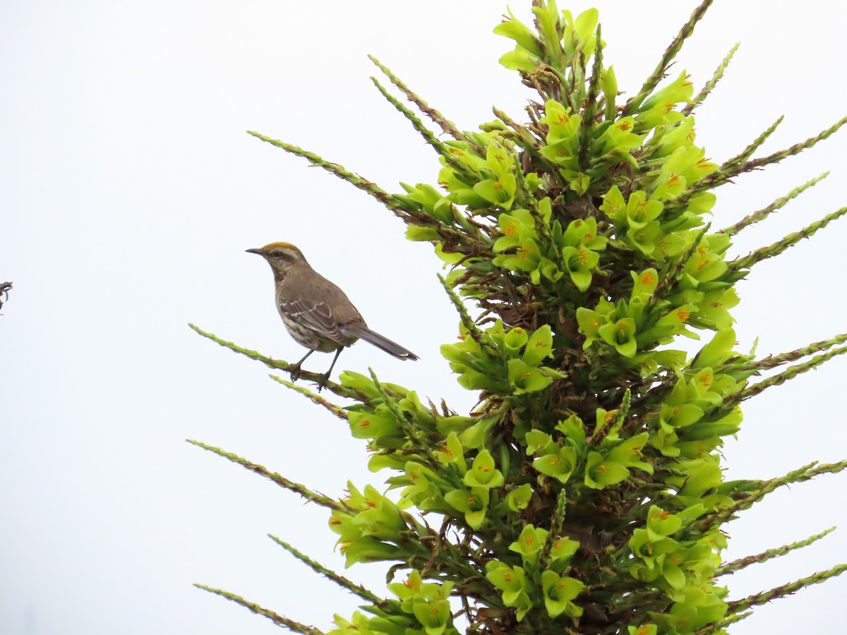 Chilean Mockingbird - ML644294091